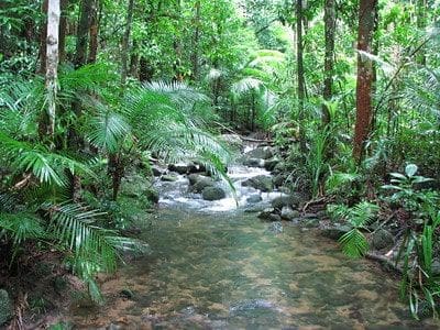 Mossman Gorge Daintree Rainforest