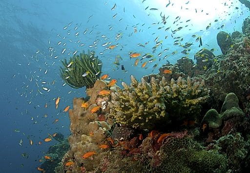 Andaman Islands Coral Reef