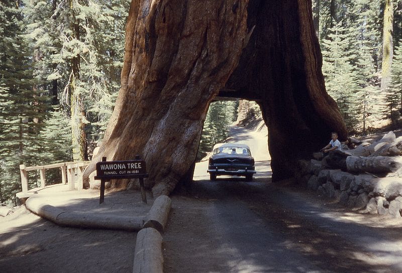 Sequoia National Park