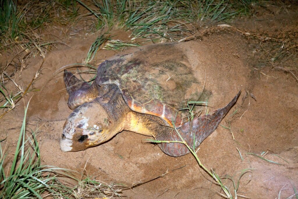 Sea Turtle Mon Repos Australia