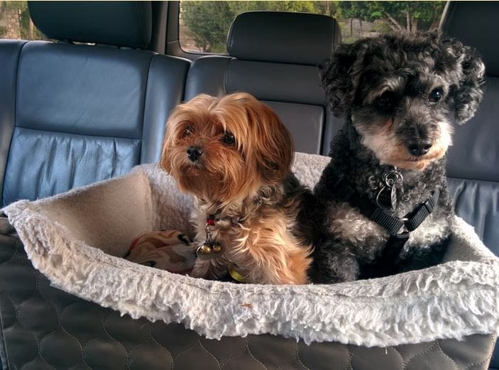 Dogs in Car Travel Tips