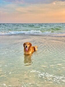 Nantucket Dog Friendly Beaches