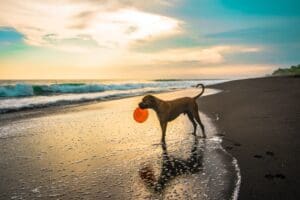 Beach Dog Vacation Tips
