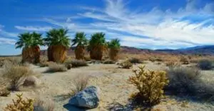 Anza Borrego Desert State Park Trail