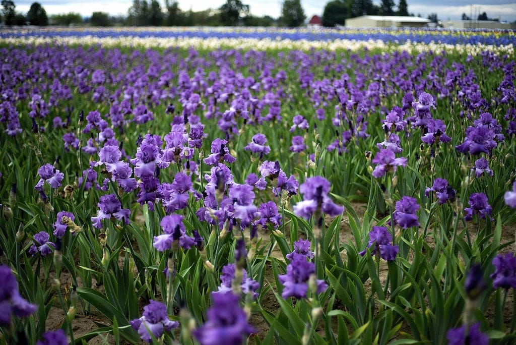 Salem Oregon Iris Gardens