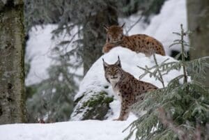 Lynx Alaska Wildlife