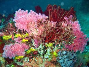 Fiji Coral Reef