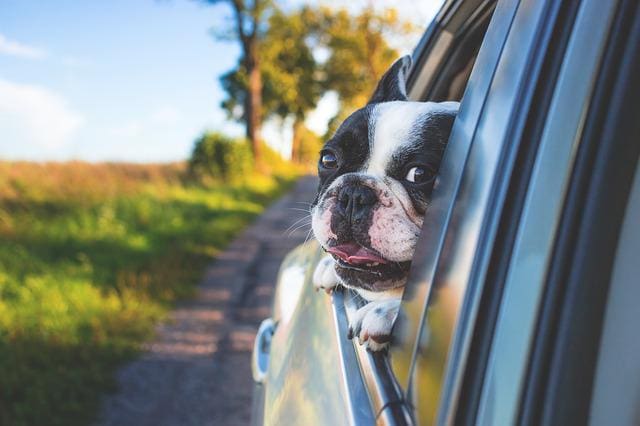 Travel With Pets Tips