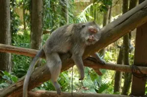 Monkey Forest Bali