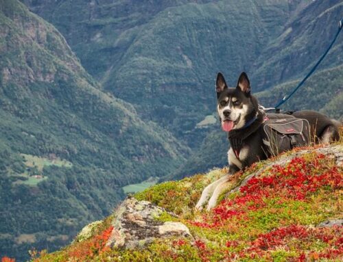 11 Top Dog-Friendly Travel Destinations in the USA
