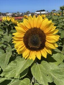 Carlsbad Flower Fields