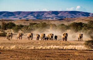 Namibia Safari Africa