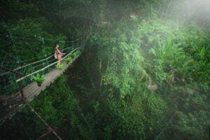Valdivian Rain Forest South America