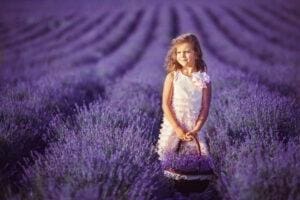 Where to Tour Lavender Fields