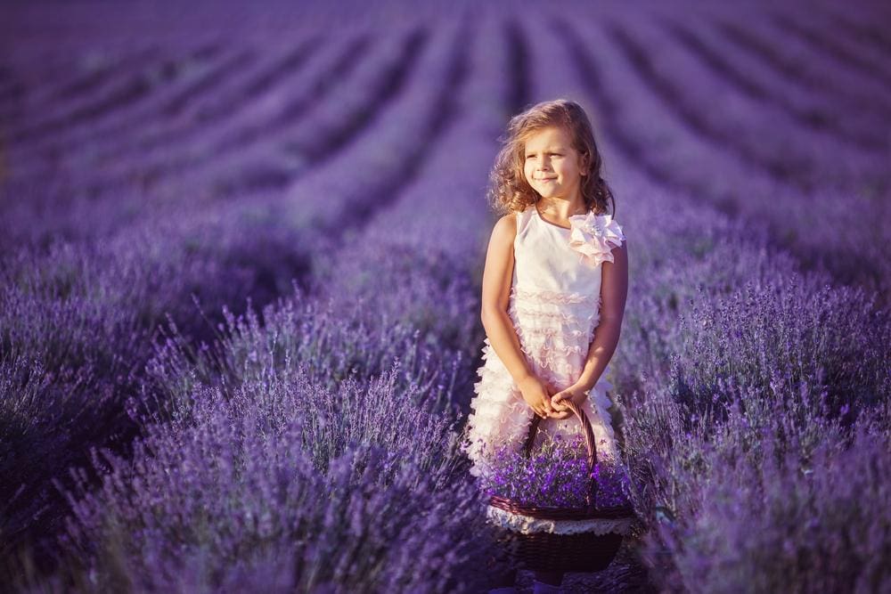 Where To Experience 10 of the Most Beautiful Lavender Fields in the ...