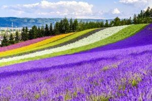 California Lavender Fields
