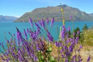 Wanaka Lavender Fields New Zealand