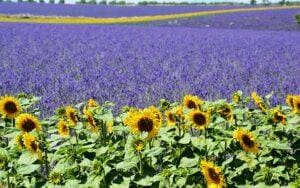 Lavender Fields in USA