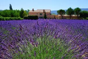 Lavender Field Provence France