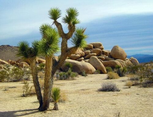 Top Sites For a 48 Hour Visit to Joshua Tree National Park