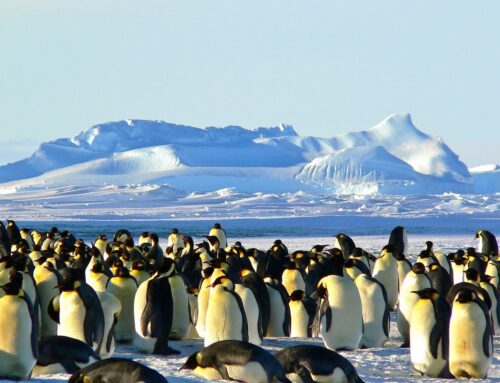 Essential Antarctic Cruise Tips for an Unforgettable Adventure