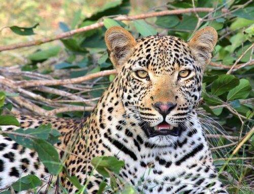 Wild Luxury: Exploring the Best South African Safari Resorts