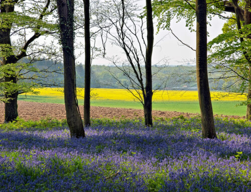 Sussex in Bloom: Inspirational Spring Adventures Await