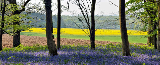 Spring Blooms in Sussex England