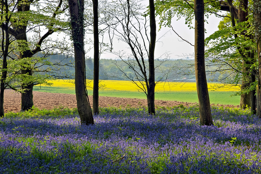 Spring Blooms in Sussex England