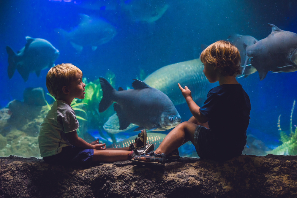 Sleepovers at Museums, Aquariums and Zoos