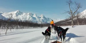 Dog Sledding in Norway