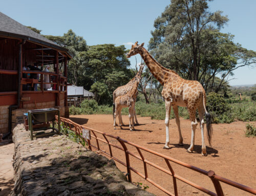 8 Reasons Why Nairobi National Park Should Top Your Bucket List