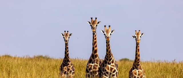 Safari Travel Tips