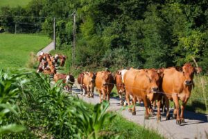 Dairy Cows in Swiss Alps