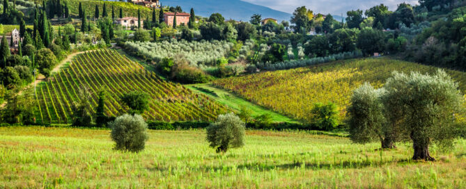 Tuscany Vineyards